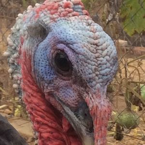 Meet your Posher, George ann